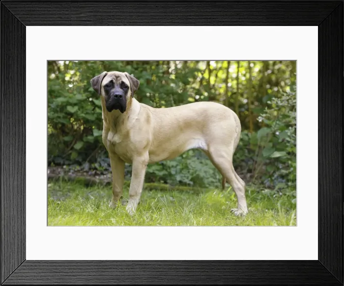 Framed Print : Picture No. 10922325 Framed Print : Picture No. 10922325