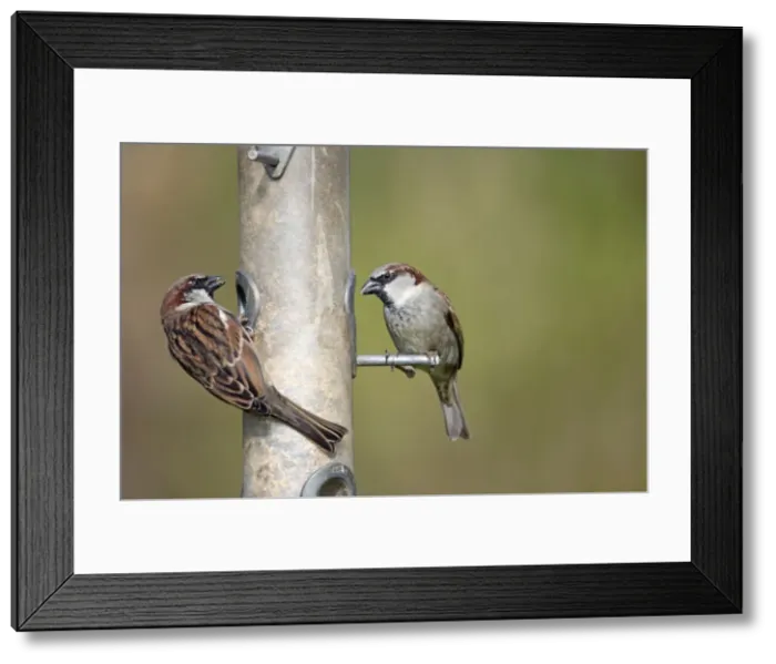 Framed Print : Picture No. 10947810 Framed Print : Picture No. 10947810