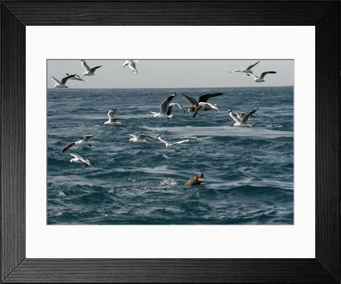 Framed Print : Picture No. 10947493 Framed Print : Picture No. 10947493