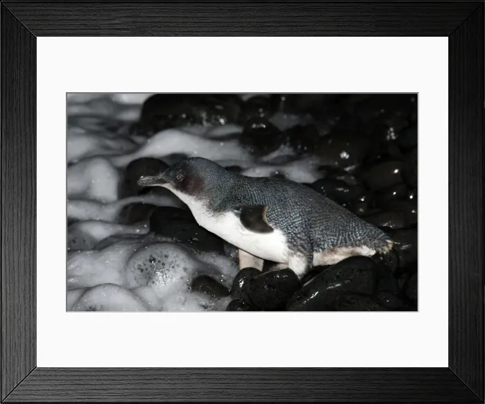 Framed Print : Picture No. 10947448 Framed Print : Picture No. 10947448