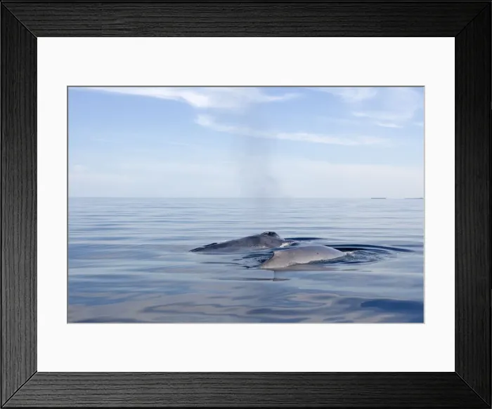 Framed Print : Picture No. 10947701 Framed Print : Picture No. 10947701