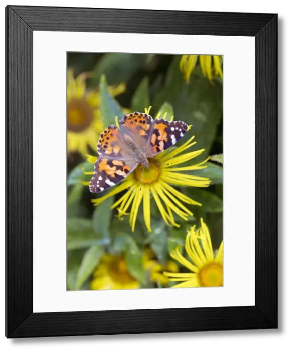 Framed Print : Picture No. 10947864 Framed Print : Picture No. 10947864