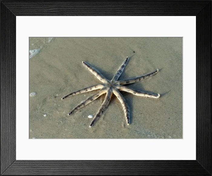 Framed Print : Picture No. 10947451 Framed Print : Picture No. 10947451