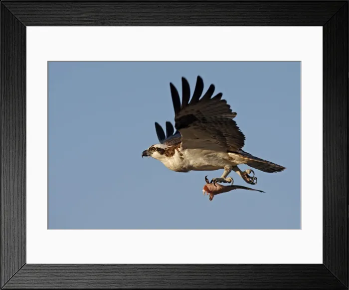 Framed Print : Picture No. 10947698 Framed Print : Picture No. 10947698