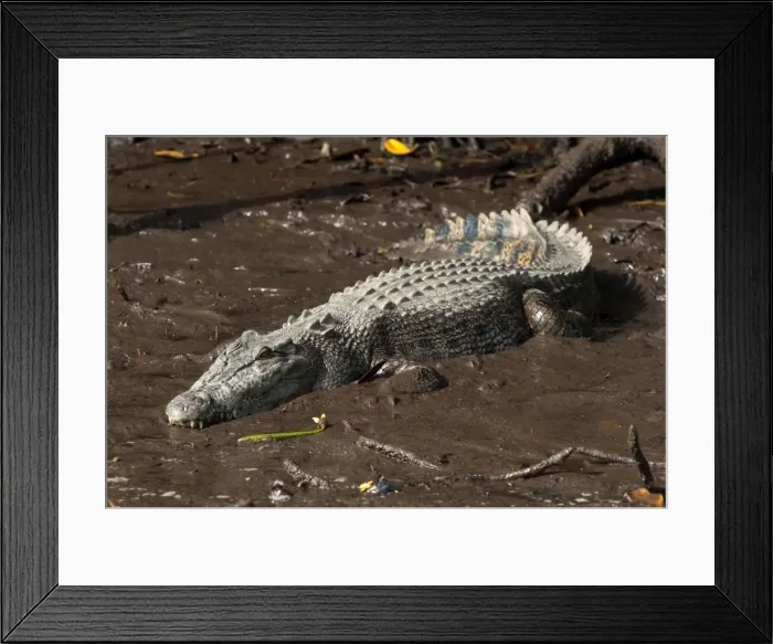 Framed Print : Picture No. 10947335 Framed Print : Picture No. 10947335