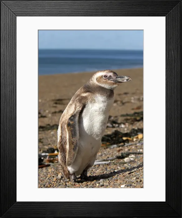 Framed Print : Picture No. 10947594