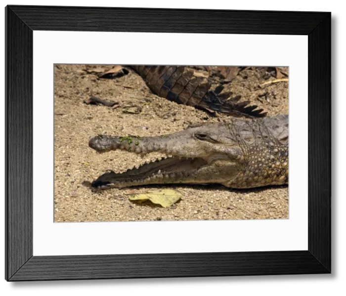 Framed Print : Picture No. 10947330 Framed Print : Picture No. 10947330