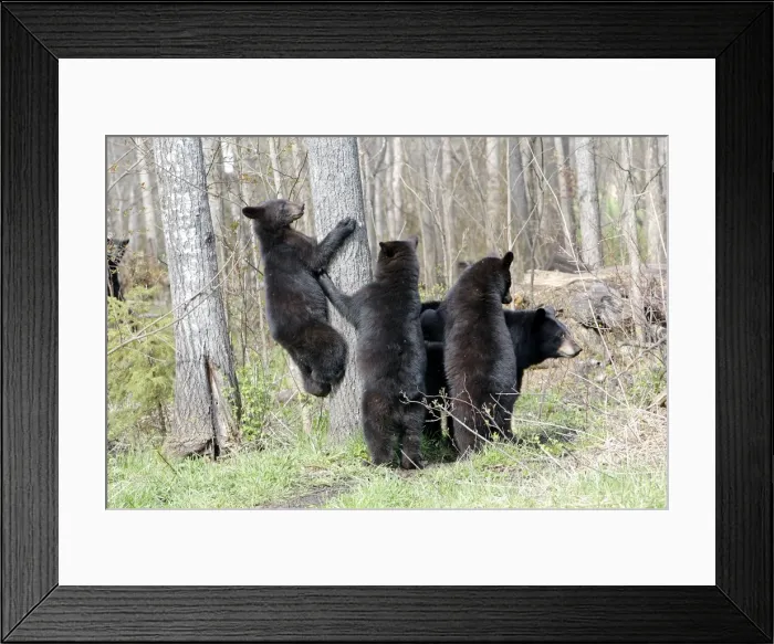 Framed Print : Picture No. 10947575 Framed Print : Picture No. 10947575