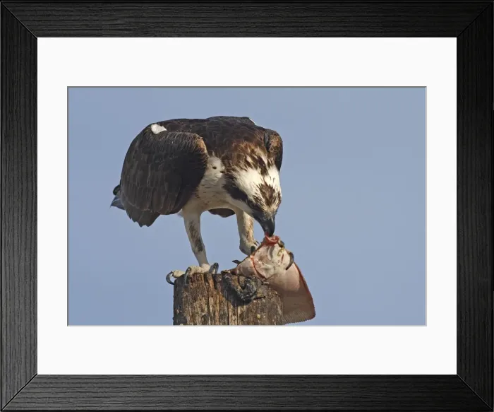 Framed Print : Picture No. 10947697 Framed Print : Picture No. 10947697