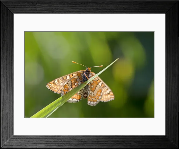 Framed Print : Picture No. 10947843 Framed Print : Picture No. 10947843