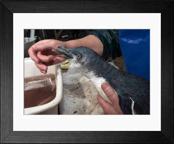 Framed Print : Picture No. 10947442 Framed Print : Picture No. 10947442