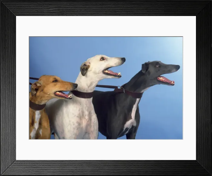 Framed Print : Picture No. 10946952 Framed Print : Picture No. 10946952