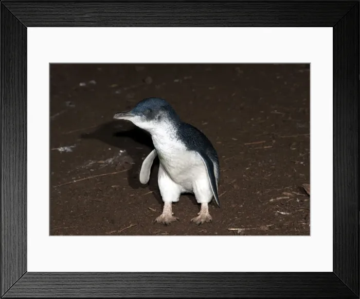 Framed Print : Picture No. 10947432 Framed Print : Picture No. 10947432