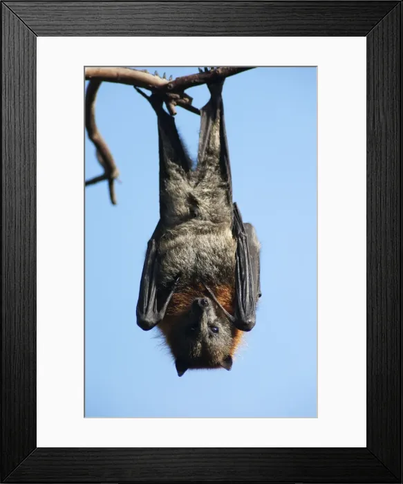Framed Print : Picture No. 10947478 Framed Print : Picture No. 10947478