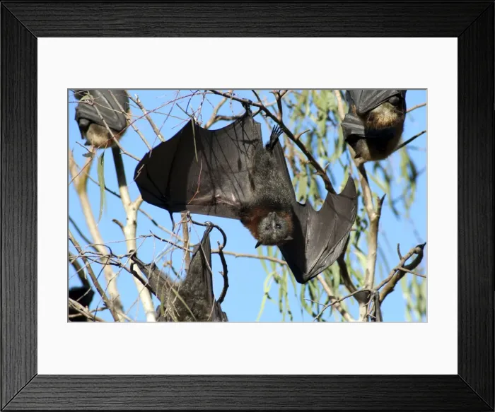 Framed Print : Picture No. 10947484 Framed Print : Picture No. 10947484