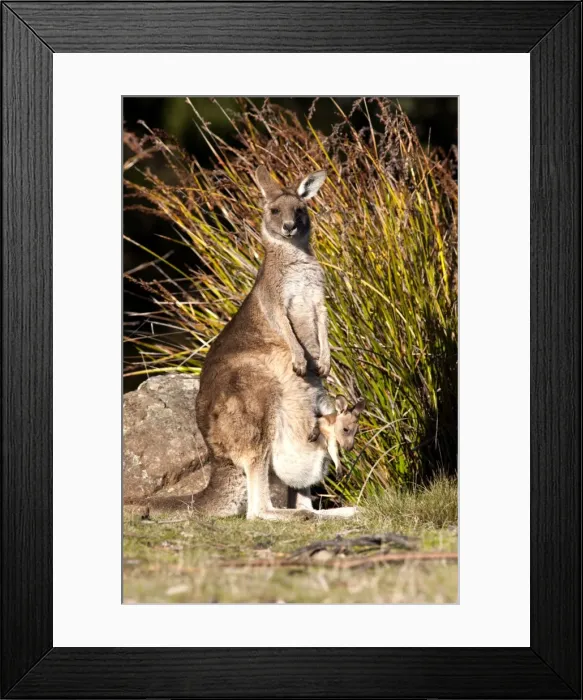 Framed Print : Picture No. 10947503 Framed Print : Picture No. 10947503