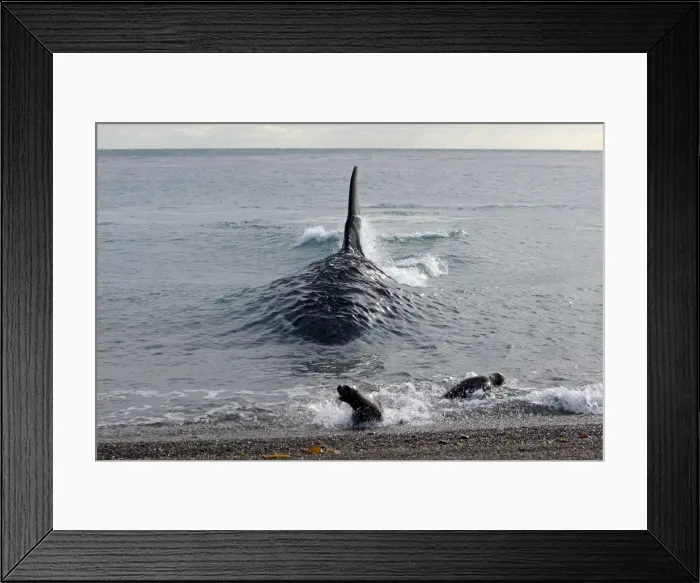 Framed Print : Picture No. 10947599 Framed Print : Picture No. 10947599