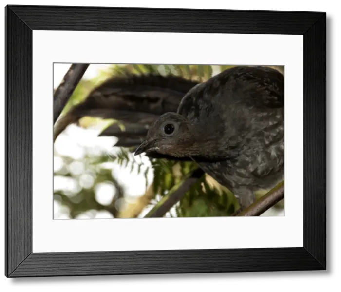 Framed Print : Picture No. 10947424 Framed Print : Picture No. 10947424