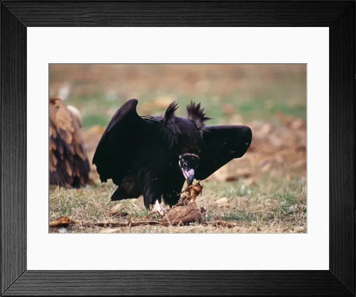 Framed Print : Picture No. 10736989 Framed Print : Picture No. 10736989