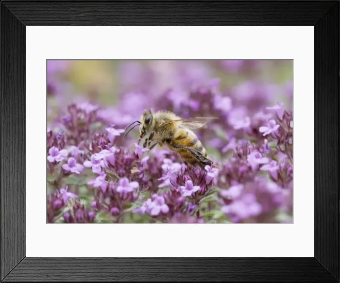 Framed Print : Picture No. 10738956 Framed Print : Picture No. 10738956
