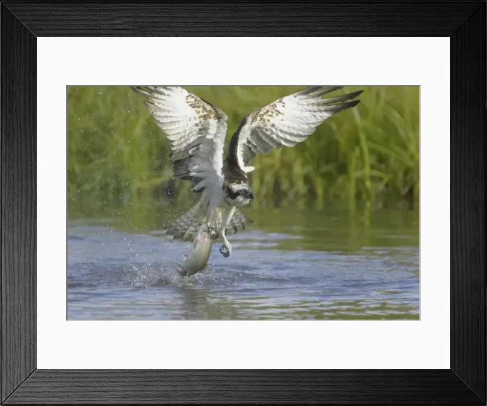 Framed Print : Picture No. 10738535 Framed Print : Picture No. 10738535