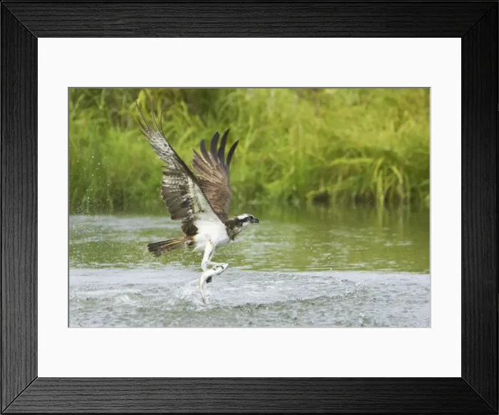Framed Print : Picture No. 10738523 Framed Print : Picture No. 10738523