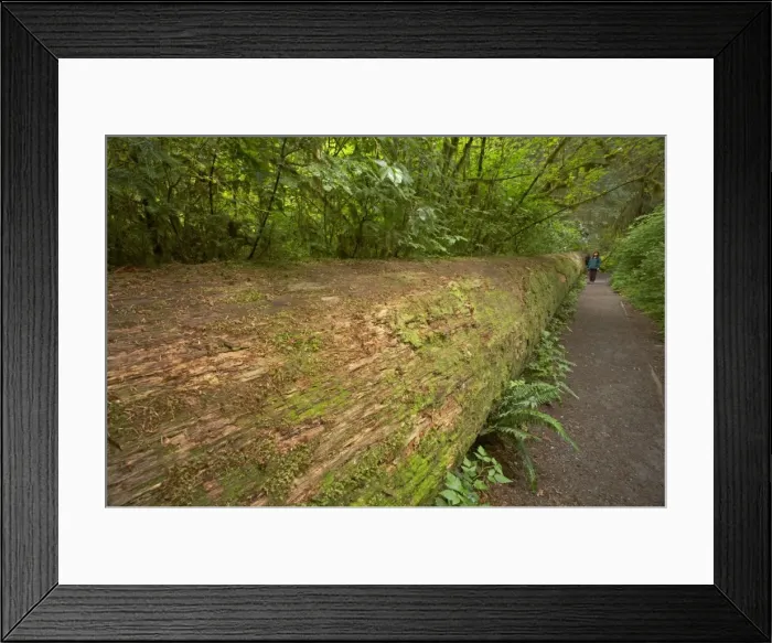 Framed Print : Picture No. 10737652 Framed Print : Picture No. 10737652