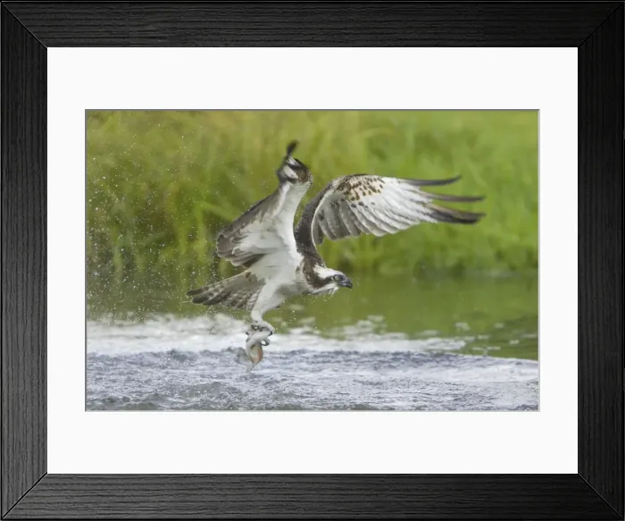 Framed Print : Picture No. 10738526 Framed Print : Picture No. 10738526