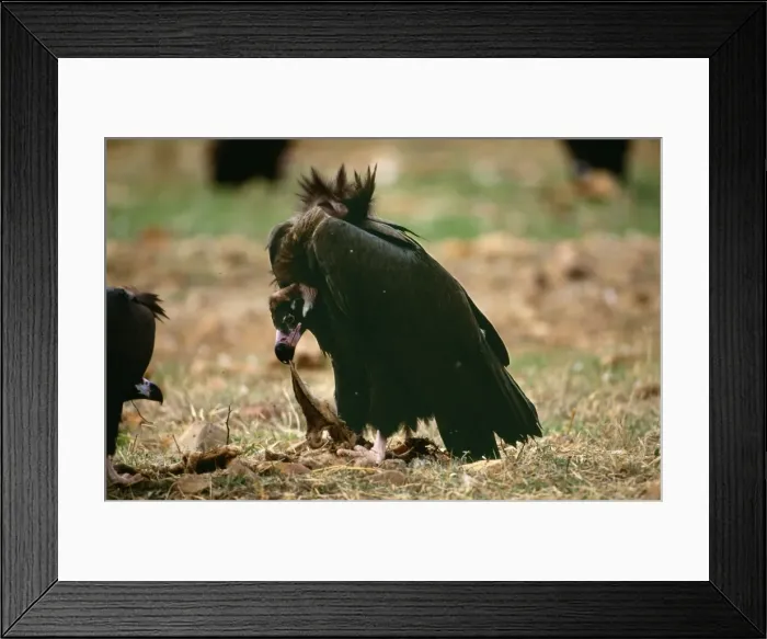 Framed Print : Picture No. 10736990