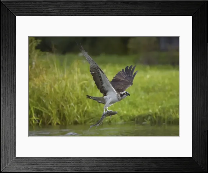 Framed Print : Picture No. 10738532 Framed Print : Picture No. 10738532