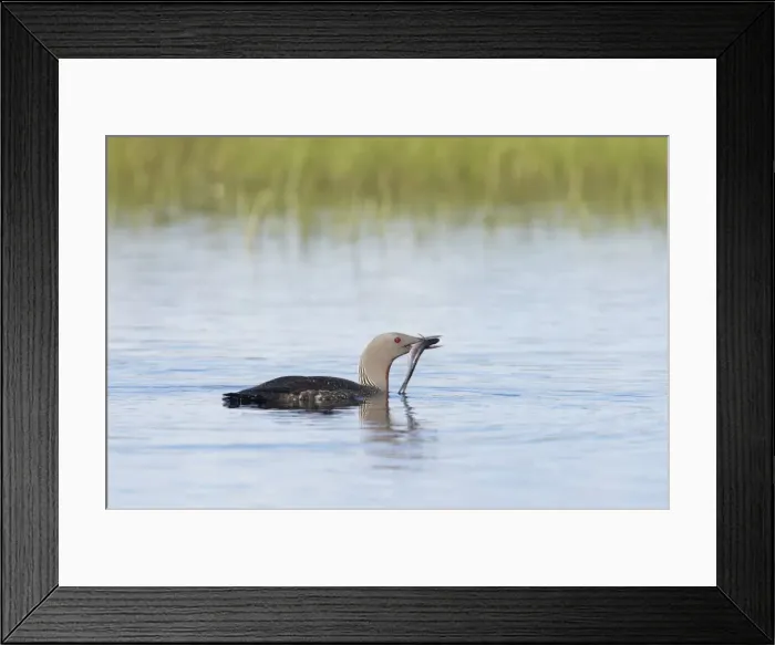Framed Print : Picture No. 10738419 Framed Print : Picture No. 10738419