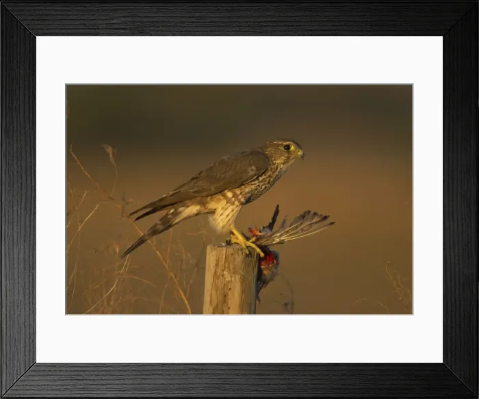 Framed Print : Picture No. 10737134
