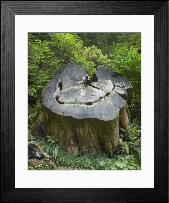 Framed Print : Picture No. 10737495 Framed Print : Picture No. 10737495
