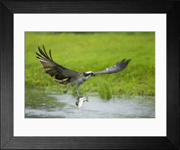 Framed Print : Picture No. 10738528 Framed Print : Picture No. 10738528