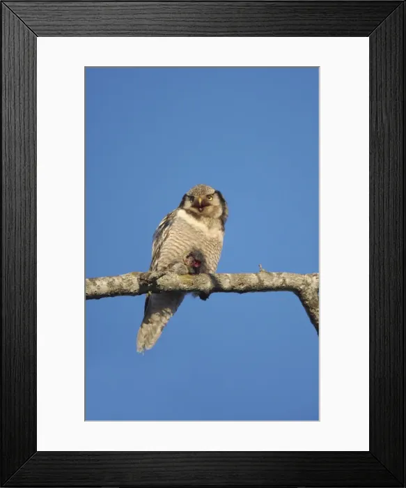 Framed Print : Picture No. 10738414 Framed Print : Picture No. 10738414