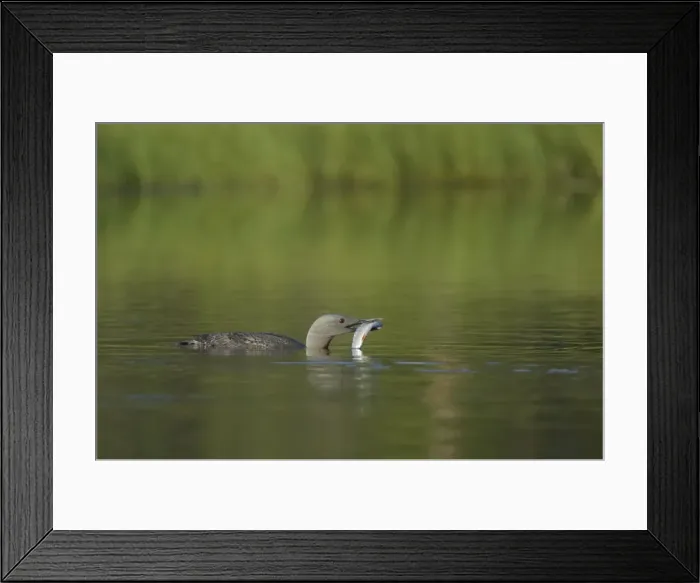 Framed Print : Picture No. 10738533
