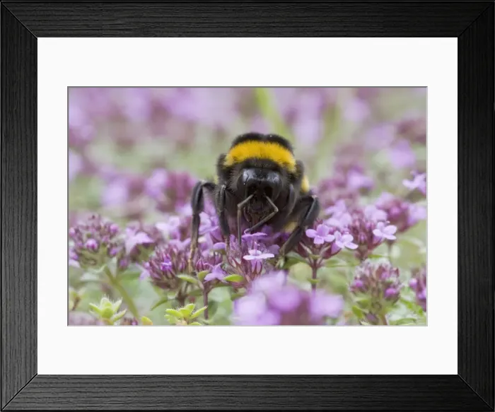 Framed Print : Picture No. 10738955