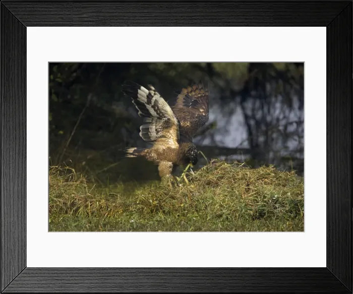 Framed Print : Picture No. 10738812 Framed Print : Picture No. 10738812