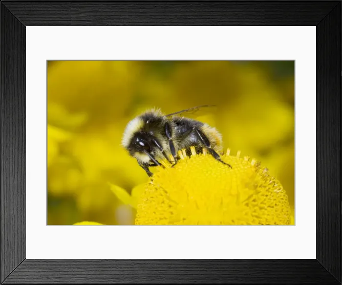 Framed Print : Picture No. 10738957