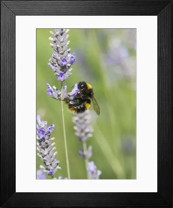 Framed Print : Picture No. 10738959