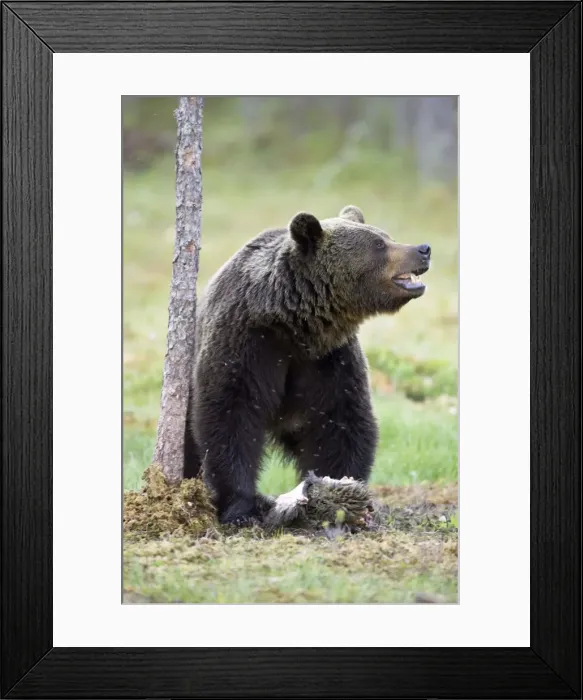 Framed Print : Picture No. 10738494