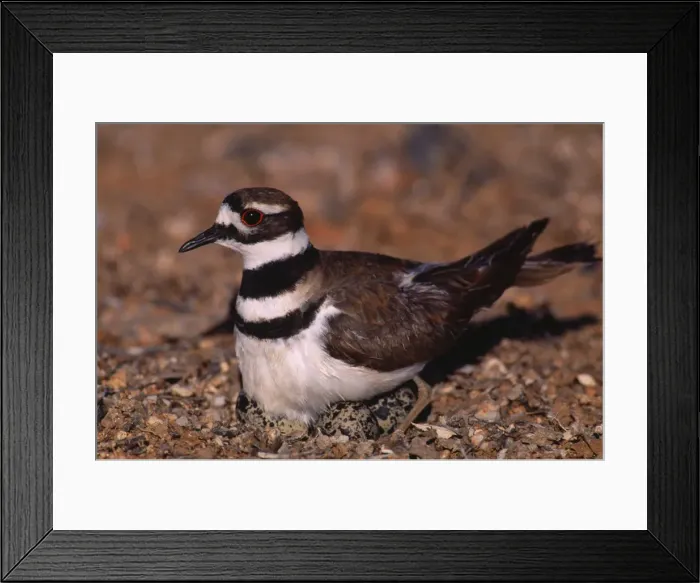 Framed Print : Picture No. 10736996 Framed Print : Picture No. 10736996