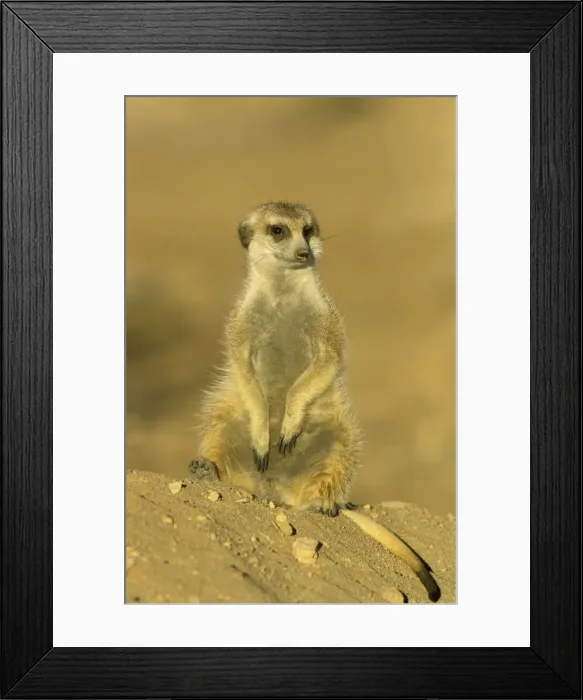 Framed Print : Picture No. 10761556 Framed Print : Picture No. 10761556