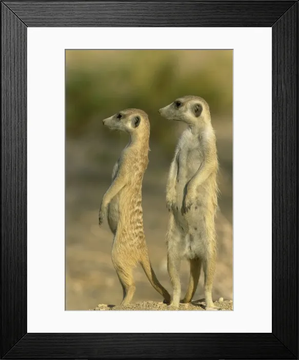 Framed Print : Picture No. 10761563 Framed Print : Picture No. 10761563
