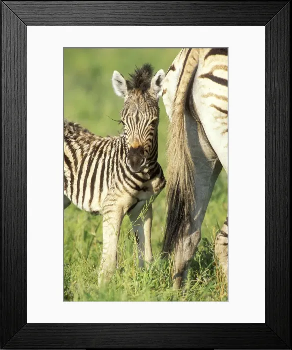 Framed Print : Picture No. 10761638 Framed Print : Picture No. 10761638
