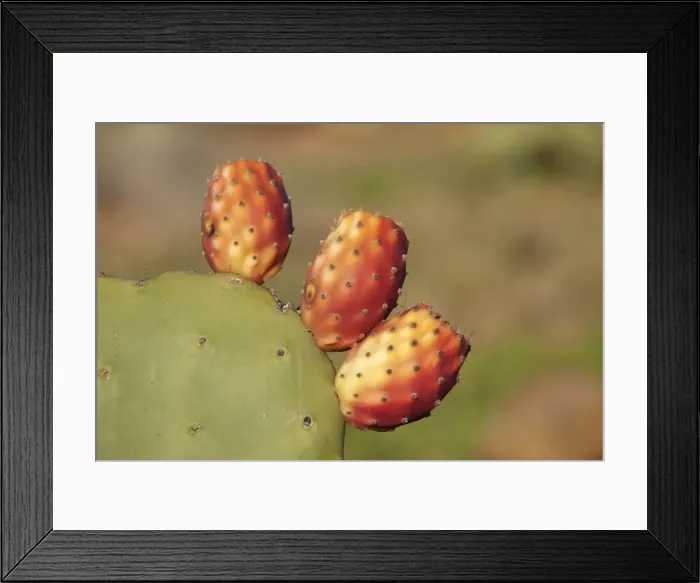 Framed Print : Picture No. 10761547 Framed Print : Picture No. 10761547