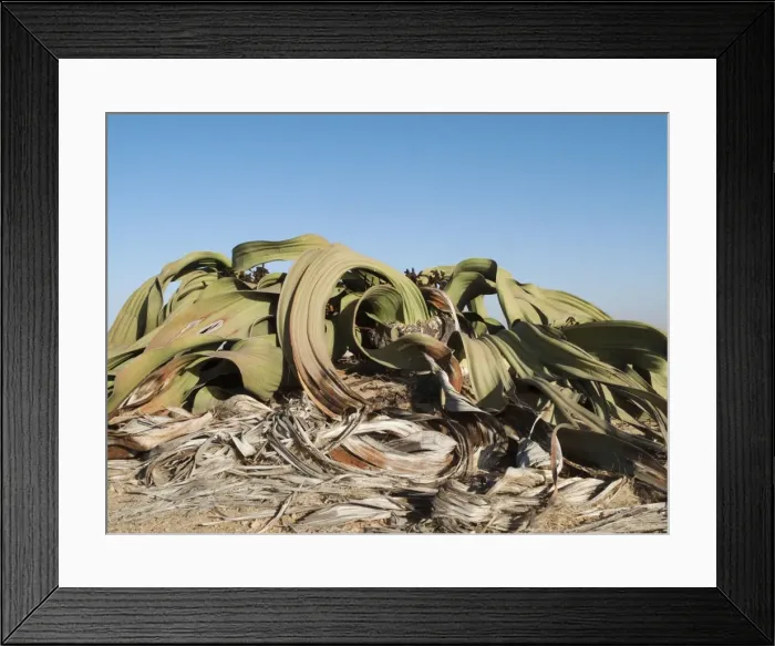 Framed Print : Picture No. 10761348 Framed Print : Picture No. 10761348