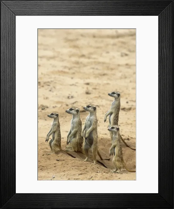 Framed Print : Picture No. 10761554