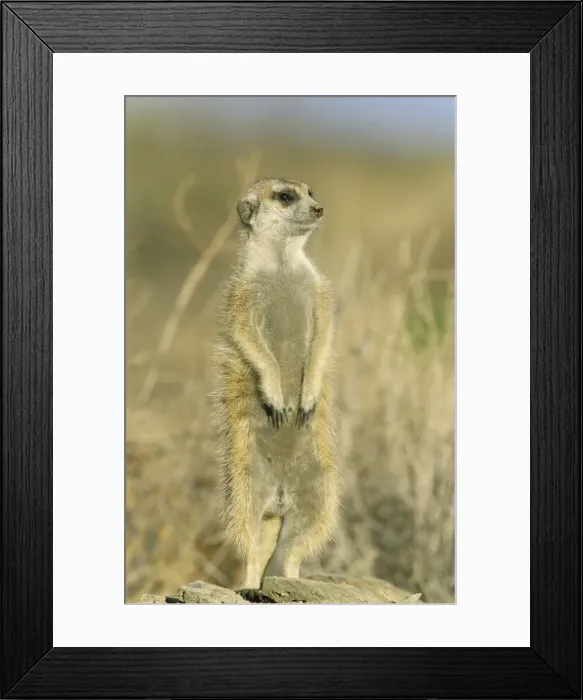 Framed Print : Picture No. 10761562 Framed Print : Picture No. 10761562