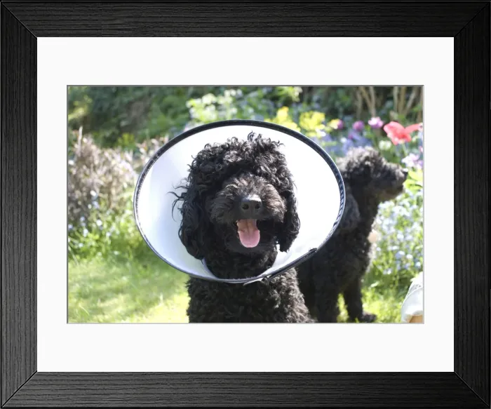 Framed Print : Picture No. 10760259 Framed Print : Picture No. 10760259